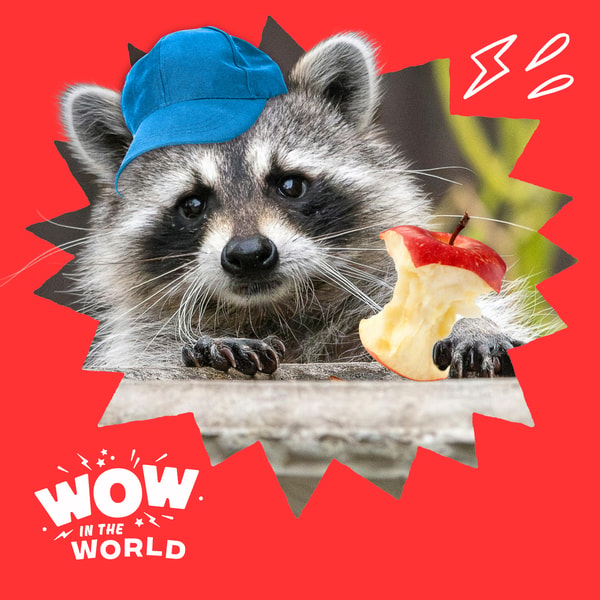 From Trash Can to Man’s Best Friend?: The Wild Science of Raccoon Domestication