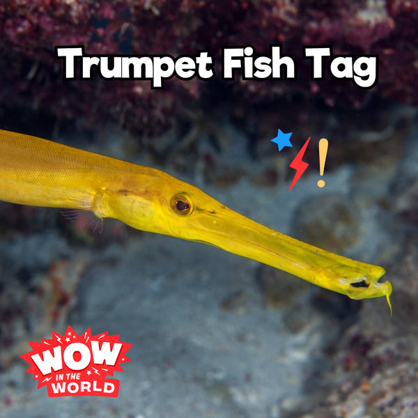 Trumpet Fish Tag