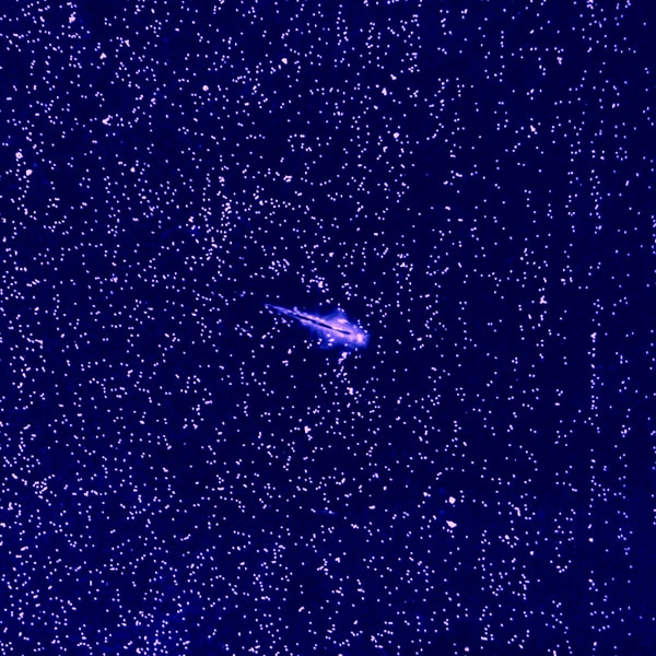 Sea Monkeys, Jupiter, and the Mystery of Turbulence