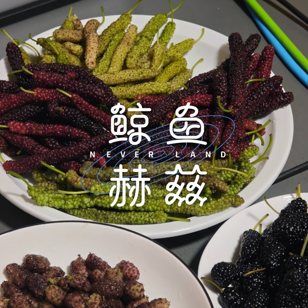 Vol.261 黑不是桑葚的唯一颜色,好吃不是桑树的唯一目的