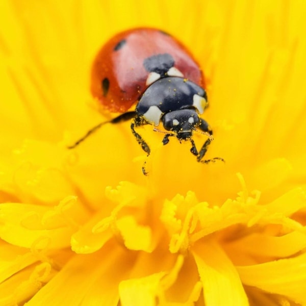 The weird world of ladybugs