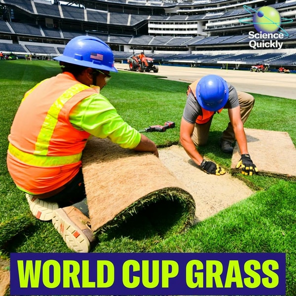 The science of World Cup grass