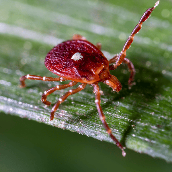 This tick can give you a life-threatening allergy. It’s spreading across the U.S.