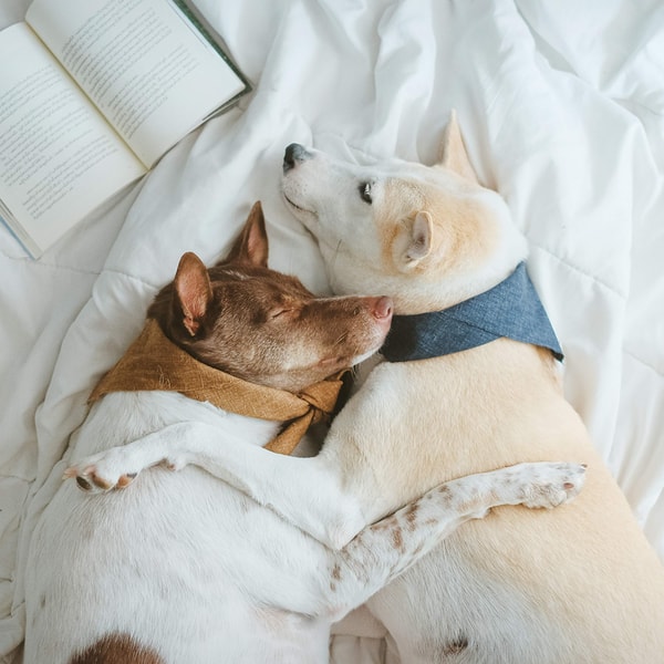 Who counts as a significant other?