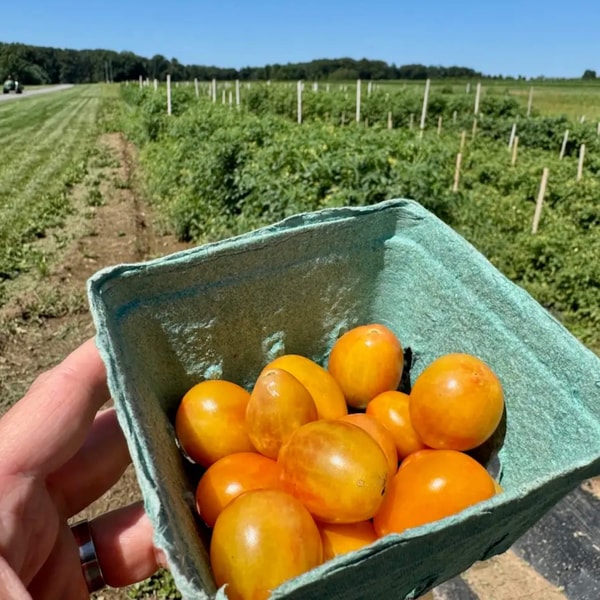 Branded fruit: How produce got “Honeycrisp-ified"